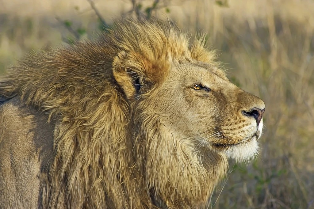Marcher avec les lions dans la réserve de Fathala