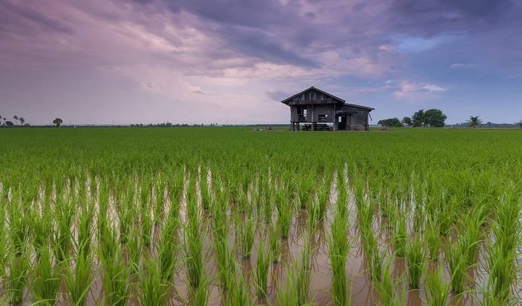 Les merveilles de la faune sauvage lors d'un voyage au Sri Lanka